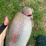 Lukas - @luke_troutfishing - Instagram