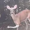 luke_vang - @luke_vang - TikTok