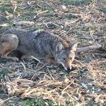 Luke Weiler - @trapperman_3 - Instagram