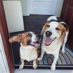 Luke & Wilbur - @lasso_the_doggo - Instagram