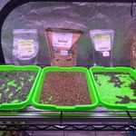 Luke Wiley - @loudlukesmicrogreens - Instagram