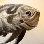 Luke Wisner - @lukesfishies - Instagram
