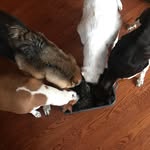 Django, Lula, Little Brown, Bronco + Ranger - @a4dognight - Instagram