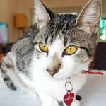 LULA 😺😺 - @lula.campos.lagreca - Instagram