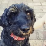 charlie - @farmerlula123 - Instagram