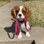 Lula the King Charles spaniel! - @lula.ferrelll - Instagram