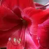 Lula Flores - @lulaflowers7 - TikTok