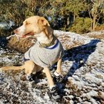 LULA🐕 - @lula.de.glenn - Instagram