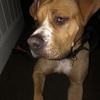 Hi - @doglover.kilo.lula.lexie - TikTok