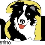 Lula Goode - @smartadiestramientocanino - Instagram