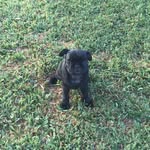 Lula Lewis - @life.of.lula.the.pug - Instagram