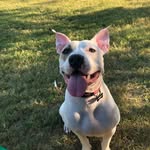 Logan Lazo - @logan_and_lula_adventures - Instagram