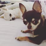 Talula & Lottiebelle - @talulalottie - Instagram
