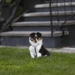 Lula Mann - @salmo_nrivershelties - Instagram