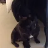 🐶Lula Mann🐶 - @puppy_city - TikTok
