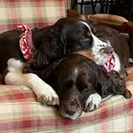 LuLu & Murphy - @fortheloveofspringers - Instagram