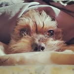 Lula - @lulas_page - Instagram