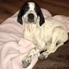 Lola the pointer - @lolapointer - TikTok