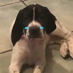 Lula 💕 - @lula.pointer - Instagram