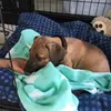 Lula Bear 💋 - @lula.the.pointer.cross - TikTok