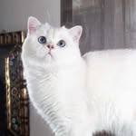 Gatos Scottish Colombia - @lulagatosscottish - Instagram