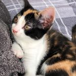 Lola lula scott - @lolathebestcat - Instagram