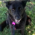 Lisa Jenkins - @lulabelle_the_german_shepherd - Instagram