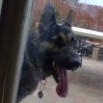 LULA - @lula_thegermanshepherd - Instagram