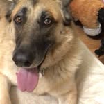 Lula - @lulathegermanshepherd - Instagram