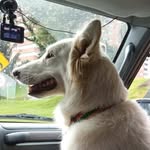 LULA Swiss Shepherd - @lula_the_swisssheperd - Instagram