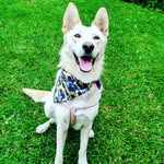 Lula white shepherd - @lulawhitedog - Instagram