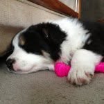 LuLu The English Shepherd - @lulu_the_english_shepherd - Instagram