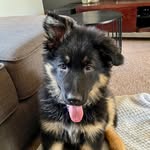 Lulu the German Shepherd - @luluthegerman - Instagram