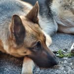 Lulu the German Shepherd - @lulugermanshepherd_ - Instagram