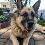 Lulu the German Shepherd - @lulu_germanshepherd - Instagram
