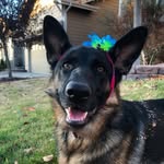 Lulu The German Shepherd - @lululynnkapitan - Instagram