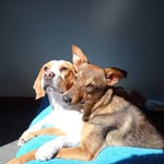 Sofia The Beagle  & Lula The toy german Shepherd 🇪🇨 - @sofia_lula.ec - Instagram