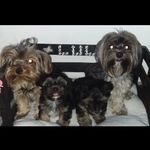 CHIMU . LULI. MARA .TEO - @simon_y_lula - Instagram