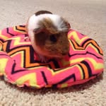 Lulu Skinner - @sassygpig - Instagram