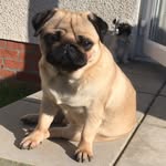 Lulu Skinner - @luluthepug15 - Instagram