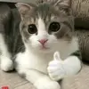 LULA - @tran_lula_1145 - TikTok