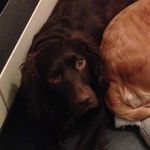 Lula The Dog - @lula_tucker4 - Instagram