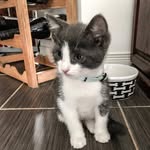 Sir Lulu Wiggins - @the_diaries_of_lulu - Instagram