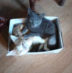 Lulu King - Facebook