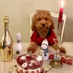 Lulu & SuN - @toypoodle_lulu - Instagram