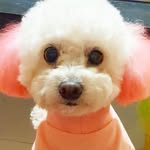 lulu SUN - @luluandtwins - Instagram