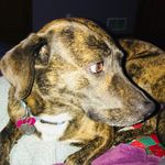 Lulu - @lulu._.walker - Instagram