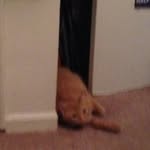 Lulu_the_cat - @lulu.wiser0211 - Instagram