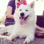 Lucylle 🐺 - @luluwolf_ - Instagram