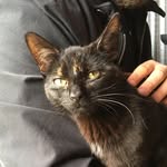 Lulu Wright - @lulu_the_loveable_cat - Instagram